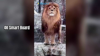 Pizarra inteligente 4K para enseñanza y negocios